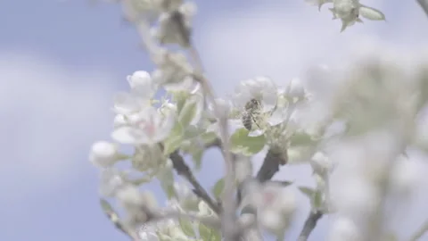 A bee pollinates a flowering apple tree Stock Footage 155903749