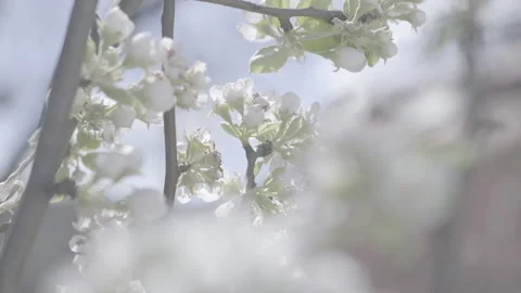 A bee pollinates a flowering apple tree Stock Footage 155903812