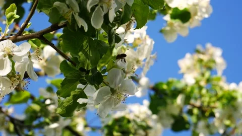 A bee pollinates a flowering apple tree against a blue sky. 스톡 동영상 196183625