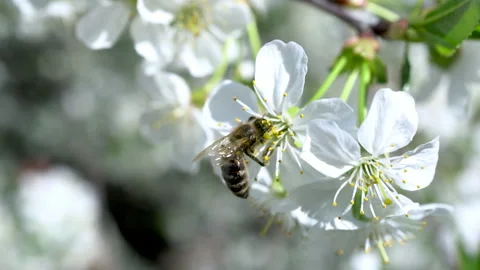A bee pollinates a flowering cherry tree. Bee on a flower close-up. Stock Footage 130389735
