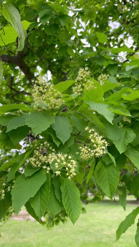 The bee pollinates the flowering tree tatar maple (Acer tataricum) Stock Footage 312217292