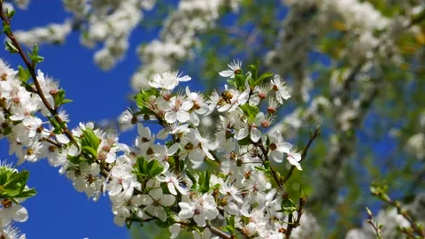 A bee pollinates flowers against a blue sky. 스톡 동영상 153920025