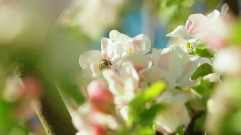A bee pollinates flowers of an apple tree Stock-Footage 131032145