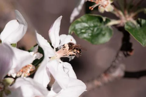 A bee pollinates the flowers of an apple tree. close-up Stock Photos