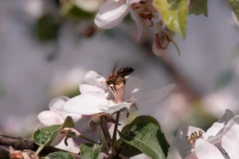A bee pollinates the flowers of an apple tree. close-up Stock Photos