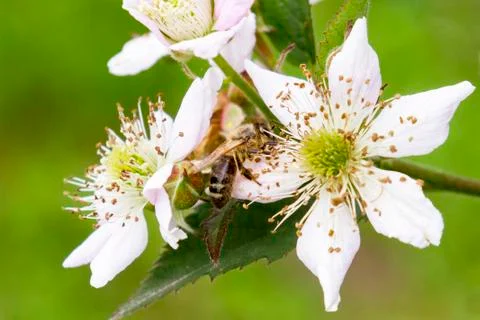Bee pollinates flowers close-up. The bee nitrates nectar and pollen. The bee  Stock Photos