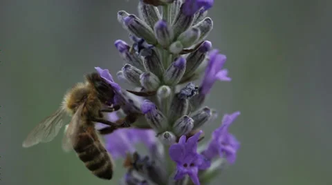 Bee Pollinates Flowers Stock Footage 39789761