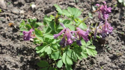 Bee Pollinates Flowers Stock Footage 49075358