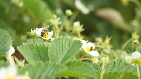 A bee pollinates flowers in the garden. Spring life Stock Footage 108210960