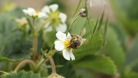 A bee pollinates flowers in the garden. Spring life Stock Footage 108282062