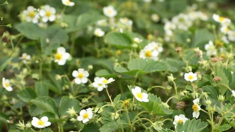 A bee pollinates flowers in the garden. Spring life Stock Footage 108283205