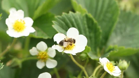 A bee pollinates flowers in the garden. Spring life Stock Footage 108327325