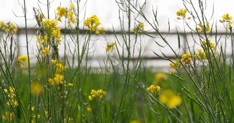A bee pollinates flowers inside a greenhouse Stock Footage 119401962