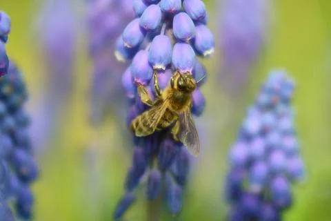 The bee pollinates the flowers of the mouse hyaciant Stock Photos