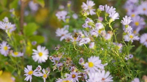 Bee pollinates flowers in Provo, Utah during autumn Stock Footage 93484677