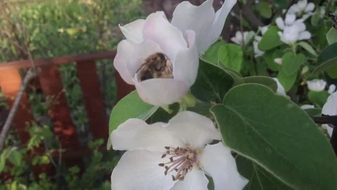 The bee pollinates the flowers of quince . Close up Stock Footage 82301506