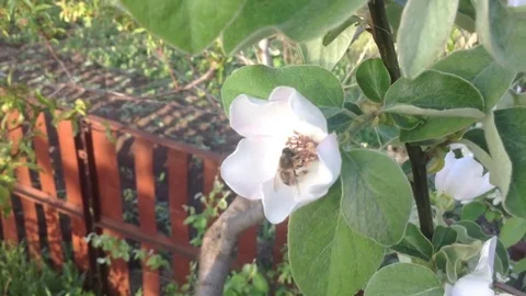 The bee pollinates the flowers of quince . Close up 3 Stock Footage 82301511