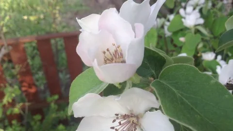 The bee pollinates the flowers of quince . Close up 2 Stock Footage 82301531