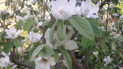 The bee pollinates the flowers of quince . Close up Stock Footage 82301534