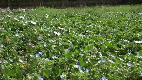 Bee pollinates flowers in spring.  Stock Footage 152894613