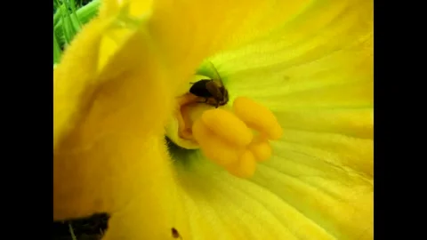 Bee pollinates Stock Footage 340167898