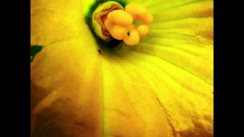Bee pollinates Stock Footage 340167908