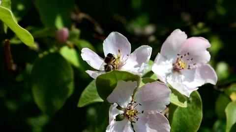 A bee pollinates a fruit tree flower Stock Footage 147478045