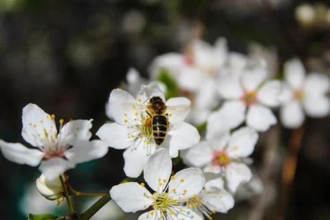 Bee pollinates a fruit tree 写真素材