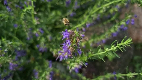 A bee pollinates hyssop, slow-motion video Vídeos de archivo 318091230