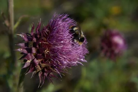 A bee pollinates a large flower Stock Photos