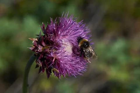 A bee pollinates a large flower Stock Photos