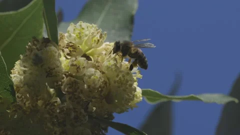 The bee pollinates the laurel flowers Stock Footage 151486189
