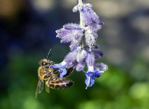 Bee pollinates a lavender flower, macro view. Foto stock
