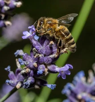 Bee pollinates a lavender flower, macro view. Stock Photos