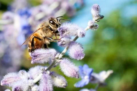 Bee pollinates a lavender flower Stock Photos