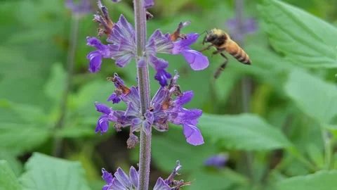 The bee pollinates the lavender flowers. Stock Footage 305366284