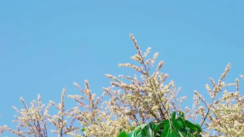 Bee pollinates longan flower 50fps Vídeos de archivo 156054084