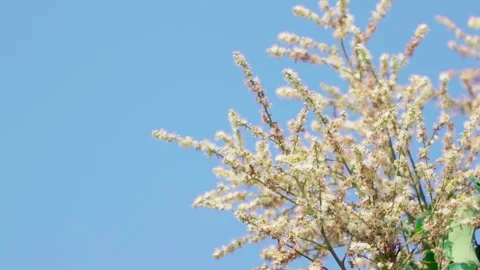 Bee pollinates longan flower clear sky close up slowmotion 100fps Stock-Footage 156049781