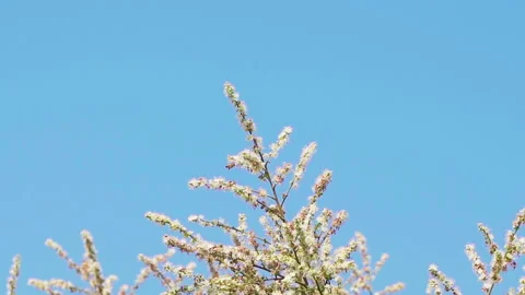Bee pollinates longan flower medium close up 50fps Vídeos de archivo 156054162