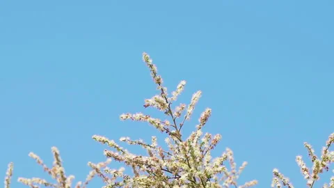 Bee pollinates longan flower medium close up slowmotion 100fps Vídeos de archivo 156054660