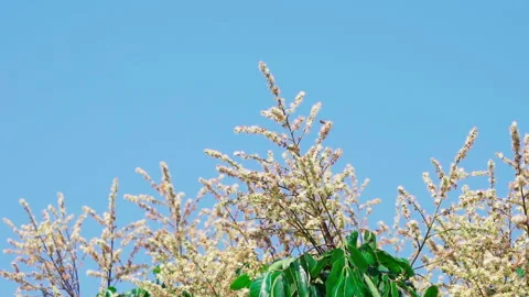 Bee pollinates longan flower slowmotion 100fps Vídeos de archivo 156061056