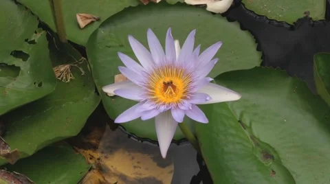 Bee pollinates the lotus flower in Pamplemousses, Mauritius. Stock Footage 48635417