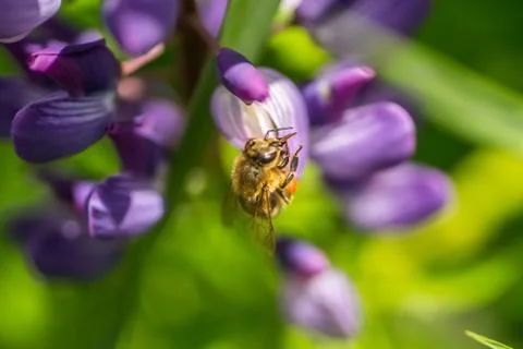 A bee pollinates lupine. Macro bee. Stock Photos