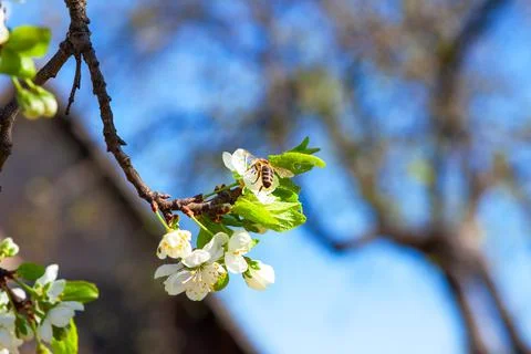 A bee pollinates a lush blooming apple tree branch in a farmer's orchard. Stock Photos