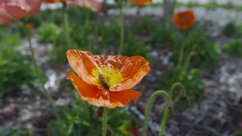 Bee Pollinates an Orange Flower and Flies Away Stock-Footage 87243312