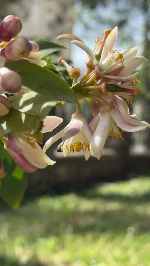 Bee pollinates orange flower. Close up, citrus garden Stock Footage 277799282