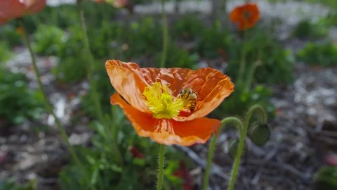 Bee Pollinates Orange Flower Stock Footage 87243401