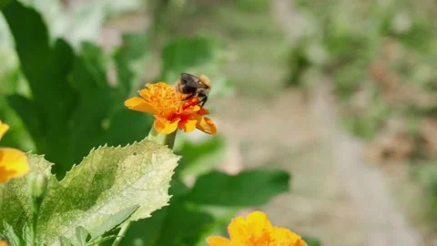 A bee pollinates an orange marigold flower, close-up Stock Footage 255195834