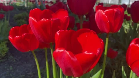 A bee pollinates a orange tulip in a flower bed. a bee pollinates a tulip, video Stock Footage 240911784