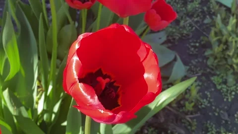 A bee pollinates a orange tulip in a flower bed. a bee pollinates a tulip, video Stock Footage 241029301